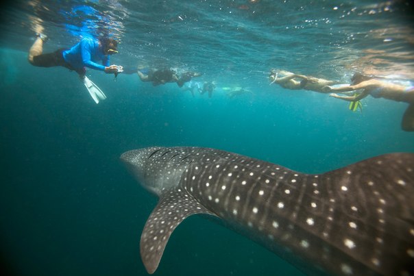 Дайвер плавает с 6-метровой китовой акулой в заливе Ханифару атолла Баа, Мальдивские острова. Ежегодно в июле и в августе сотни китовых акул и скатов манта заплывают в залив, чтобы полакомиться планктоном, который в изобилии размножается в заливе Ханифару. 