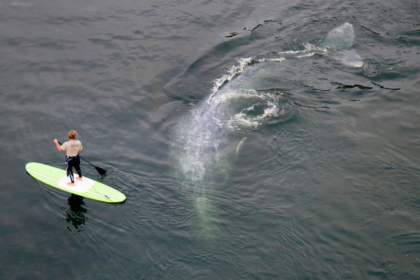 Река Кламат, Калифорния. Сет Альтамус на доске для серфинга проплывает рядом с китом. Самка кита с детенышем вошли в реку в июне во время своего путешествия на север из Калифорнии к Аляске.