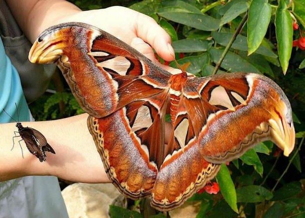 Одна из самых больших бабочек в мире – Attacus Atlas. Размах ее крыльев достигает 30 сантиметров.