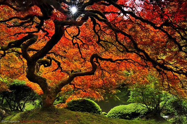Необычное дерево в парке Вашингтон. Это парк в Портленде, США. Частью парка являются Орегонский зоопарк, дендрарий Хойт, Международный опытный розарий и Портлендский японский сад.