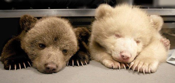 Бурый медвежонок Перец и его сестра-альбинос Соль из зоопарка Норвегии.