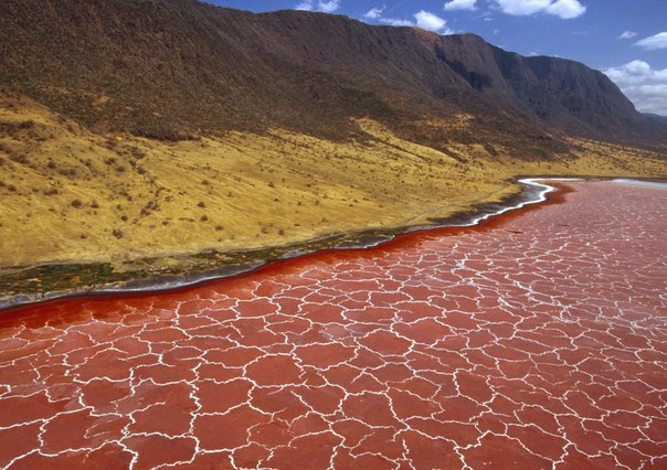 Натрон — солёное озеро, расположенное на севере Танзании, на границе с Кенией. Озеро имеет глубину не больше трех метров, и изменяет береговую линию в зависимости от времени года и уровня воды. Температура воды в заболоченных местах может достигать 50 градусов по Цельсию. Озеро Натрон покрыто коркой соли, которая периодически окрашивается в красный и розовый цвет. Это результат жизнедеятельности микроорганизмов, которые живут в озере.
