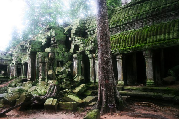 Ангкор Ват, поглощенный джунглями, Камбоджа