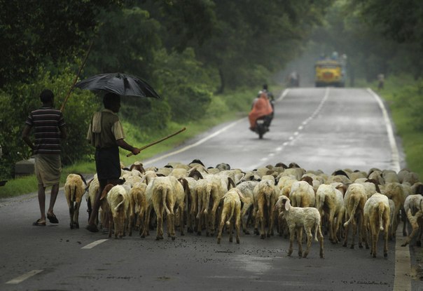 Пастух гонит отару овец в городе Meja в 45-ти километрах к югу от Аллахабада, Индия, 10 июля 2013 года.