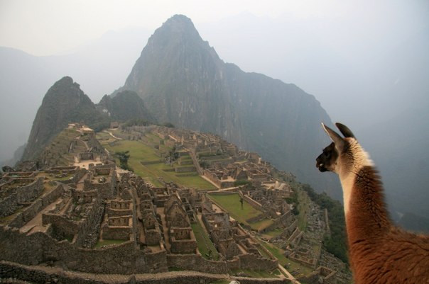 Лама осматривает террасы древнего Мачу Пикчу.