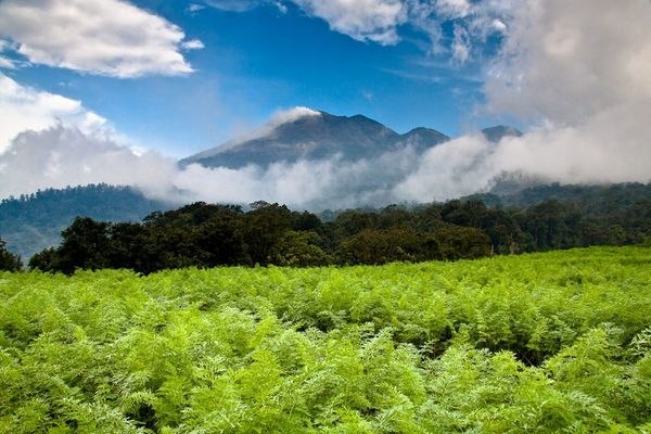 Морковная плантация на склоне горы Велиранг, остров Ява, Индонезия. 