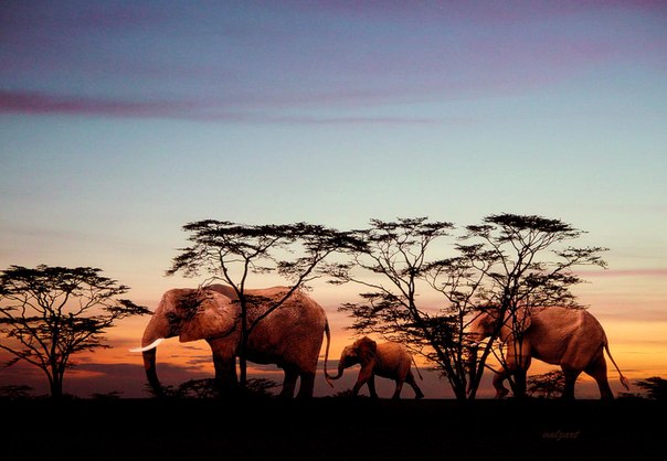 Кения, Африка. Семья слонов