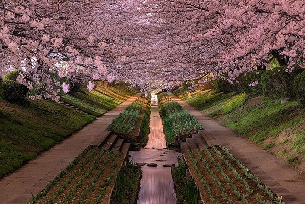 Цветение сакуры в Японии. 