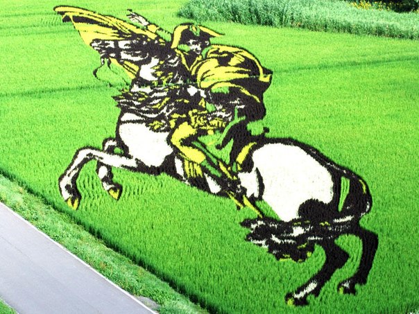 Огромные живые картины «растут» на рисовых полях в Японии