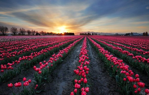 Поле тюльпанов, Нидерланды.