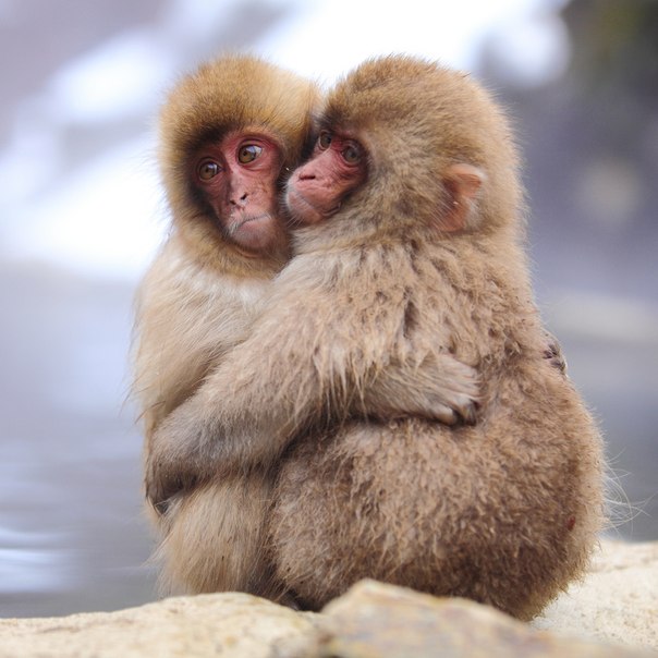 Японская макака - единственный вид обезьян, которые живут в горах Нагано на острове Якусима. Это одни из наиболее морозоустойчивых приматов, которые способны выжить при температуре ниже -15 ° C.