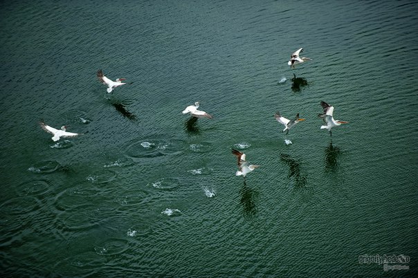 В предгорьях Заилийского Алатау много озер, и здесь живут кудрявые пеликаны (лат.Pelecanus crispus), Казахстан.
