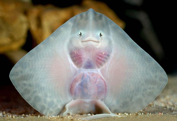 Детеныш колючего ската покоряет каждого своим шармом и улыбкой. Естественно, он уже приобрел поклонников в аквариуме Хэмпшира. 