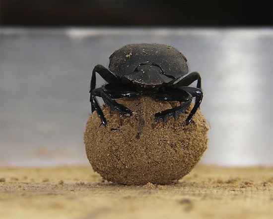 Навозные жуки мочатся на свои скатанные шары, чтобы отпугнуть от них конкурентов.