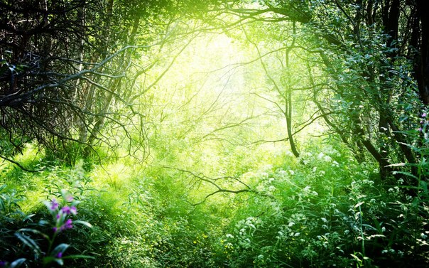 Солнечные лучи играют в листве леса в Кранбери, штат Нью-Джерси, США
