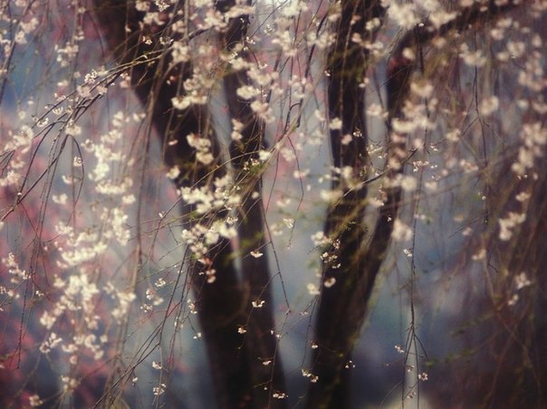 Вишни в цвету, Япония