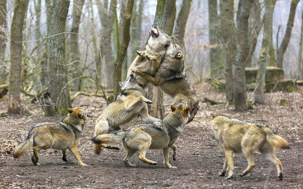 Волки прыгают за куском мяса во время кормления в заповеднике в Германии.