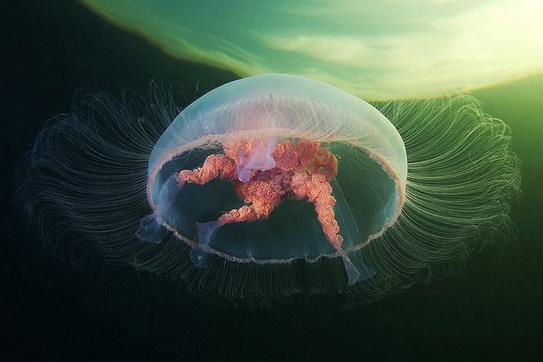 Медуза. 