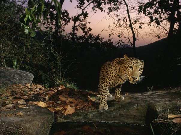 В индийском национальном парке Бандхавгарх леопард пришел к небольшой луже, чтобы утолить жажду. 