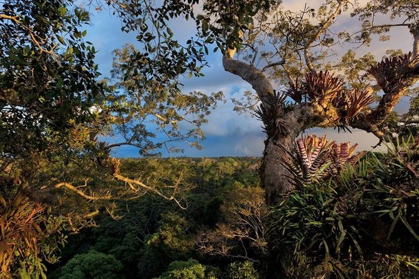 Эквадорский национальный парк Ясуни – дом для бесчисленного множества видов, от орхидей и бромелий, покрывающих пятидесятиметровое хлопчатое дерево, до ягуаров, бродящих у его подножия. Сотни местных видов ученым пока даже не известны – и могут исчезнуть прежде, чем станут известны.