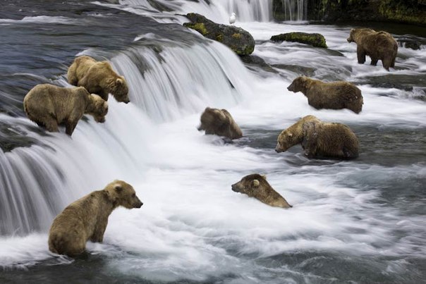«Большая рыбалка». Бурые медведи, как правило, одиночки. Однако иногда случается так, что они собираются вместе, например, летом, когда лосось идет на нерест.
