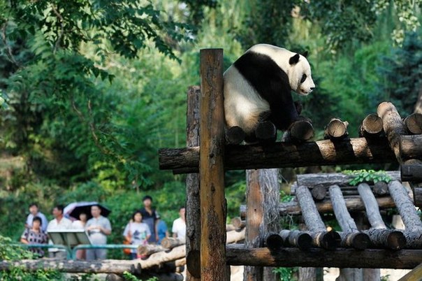 Гигантские панды в Пекинском зоопарке 