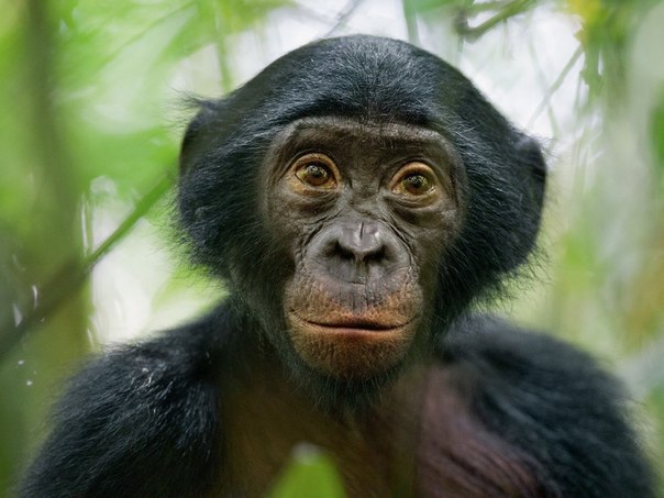 Бонобо, Демократическая Республика Конго. Среди уникальных черт вида – властность самок и гиперсексуальность обезьян обоего пола, причины которой проясняют современные исследования.
