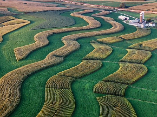 Ферма, Вискинсин. Чтобы снимать обильные урожаи, азота нужно больше, чем может дать земля. На этой ферме в Висконсине содержание азота в почве повышают, высаживая между кукурузой полосы бобовых – сои и люцерны.