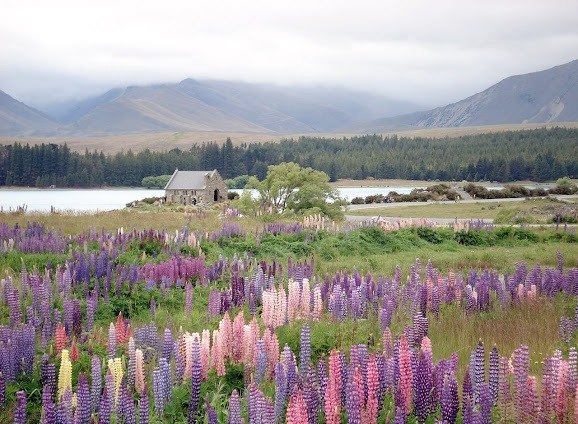 Цветущие люпины у озера Текапо на Южном острове Новой Зеландии. Фото: Alfio Rossetti