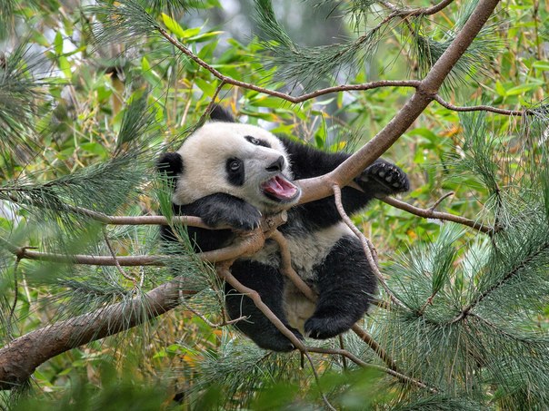 Панда отдыхает на сосновых ветвях