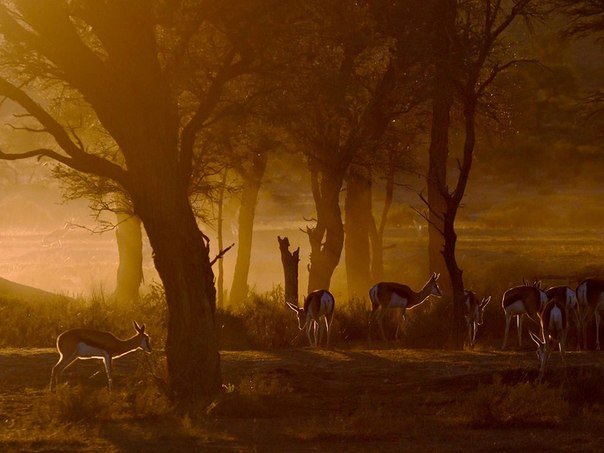 Золотистый закат в Калахари, освещающий трансграничный Национальный Парк Кгалагади, Южная Африка.