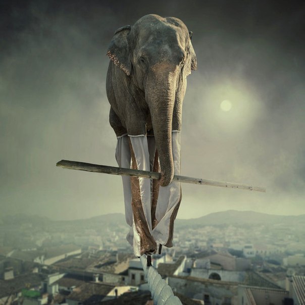Caras Ionut и его сюрреалистичные слоны
