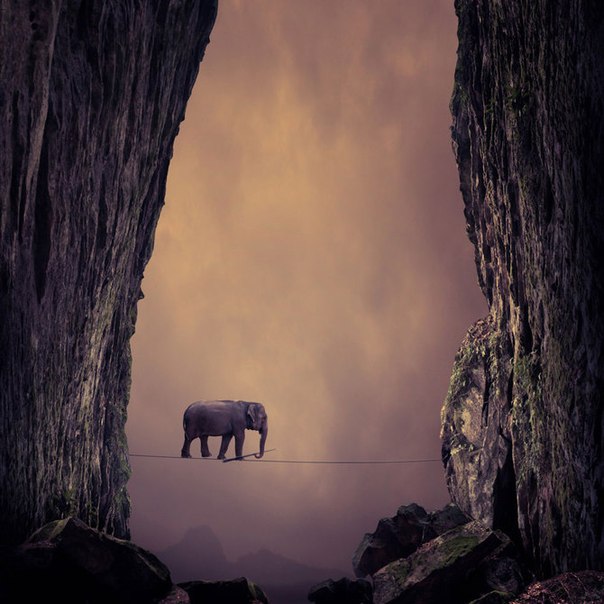 Caras Ionut и его сюрреалистичные слоны