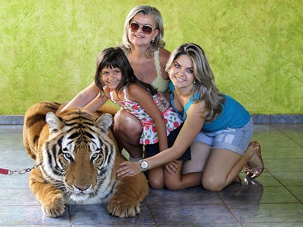 Тигр вместо домашнего питомца: в бразильской семье живут 7 хищников