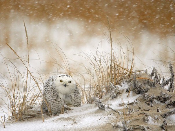 Полярная сова во время снежной бури. В отличие от большинства сов, полярные совы могут быть активными и охотиться и днем, и ночью.