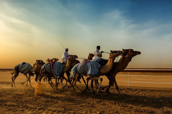 Верблюжьи бега, Дубай, ОАЭ.
