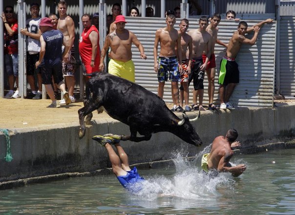 Злые испанские быки к «морскому бою» готовы