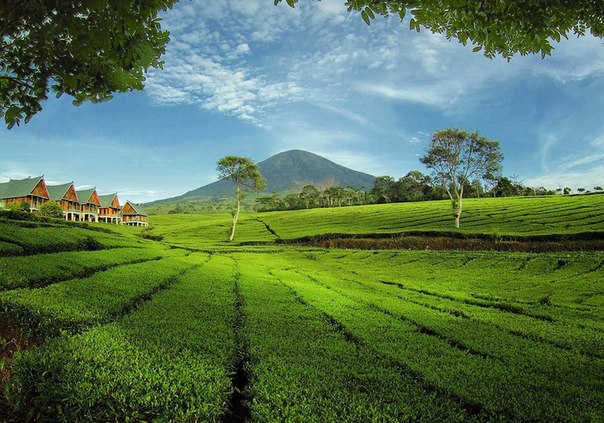 Чайные плантации, остров Суматра.