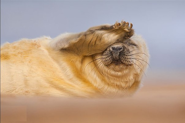 Молодой тюленьчик закрывает глаза от яркого утреннего солнышка.