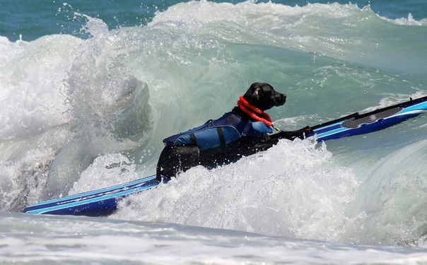 Чемпионат по собачьему серфингу