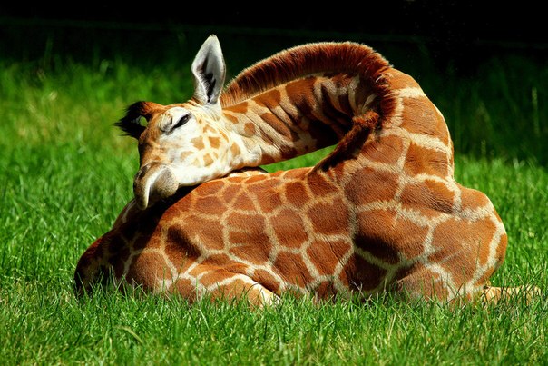 Маленький жираф отдыхает от игр.
