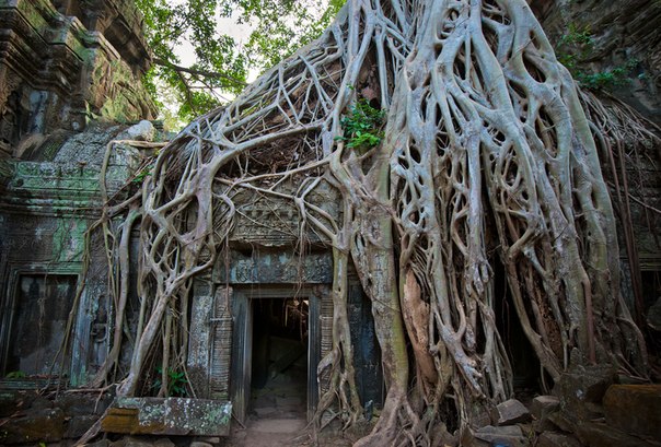 Храм Та Прохм в Ангкоре, Камбоджа. Храм был умышленно заброшен людьми и поглощен джунглями.