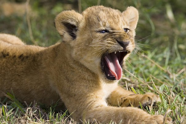 Этому зевающему львенку всего лишь 6 или 7 недель. Заповедник Масаи-Мара, Кения.