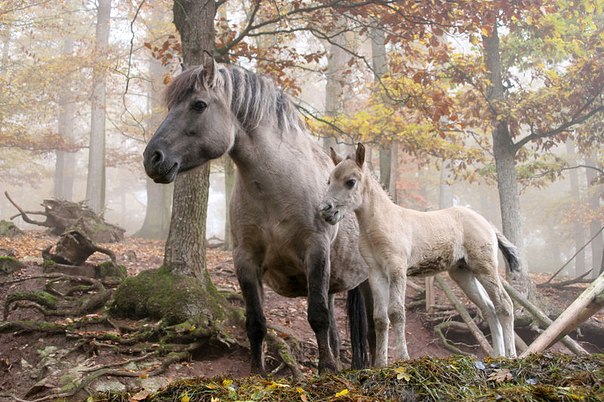 Дикие лошади (Equus ferus) в парке Трипсдриль около Клеебронна, Германия.