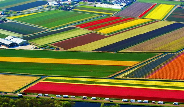 Каждый год, с марта по май, сельская местность Голландии превращается в море тюльпанов. Цветочный «пояс» простирается на 50 км от Харлема до Лейдена. Этот район, известный как Bloembollenstreek (bloem — «цвет» или «цветение», bollen — «луковицы», а streek — «район»).
