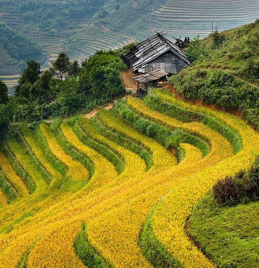 Рисовые террасы, Сапа, Вьетнам.