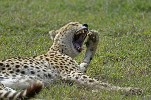 «В рамках приличия». Сонный гепард, Танзания. 