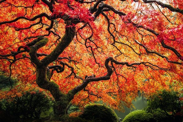 Японский сад, Портленд, США.
