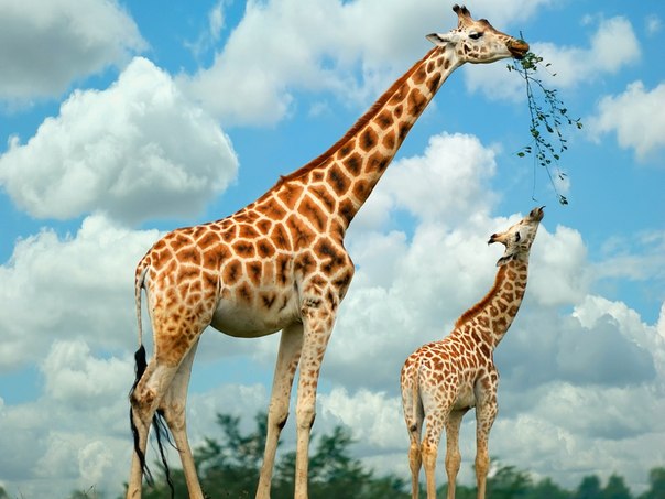 Малоизвестные факты о жирафах.