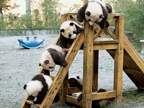 Большие панды - отличные древолазы. Свои способности они проверяют на деревянной горке - любовь к играм у этих черно-белых симпатяг появляется в зоопарках, особенно если есть компания.